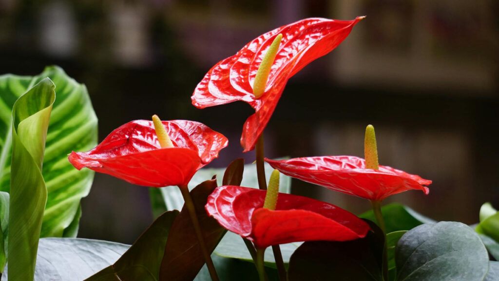 El Anthurium, conocido por sus llamativas brácteas en forma de corazón, es una planta que aporta un toque exótico a cualquier habitación. 