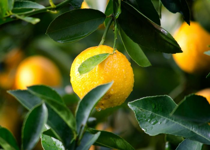 Los árboles frutales son una parte esencial de muchos jardines y huertos en España. Su cultivo no solo aporta riqueza alimentaria, sino que también mejora la biodiversidad y la estética del entorno.