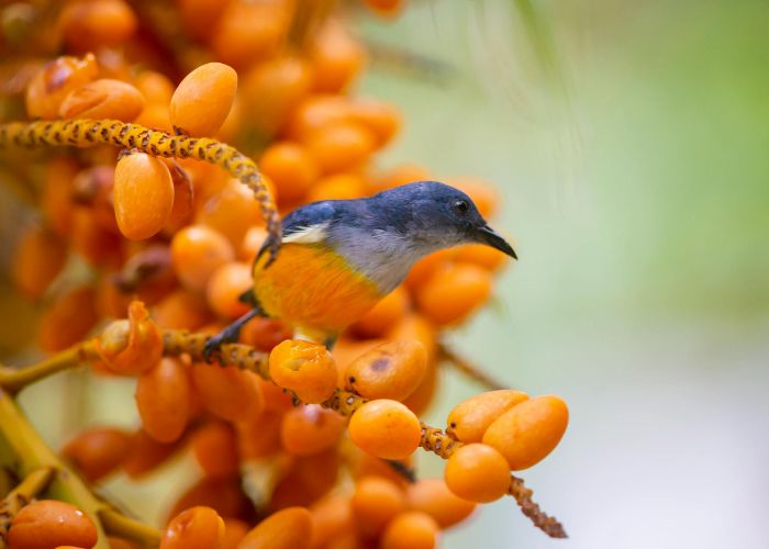 El uso de árboles frutales en jardines aporta belleza, funcionalidad y beneficios nutricionales. Su adecuada disposición y combinación con otras plantas pueden crear espacios armoniosos y productivos.
