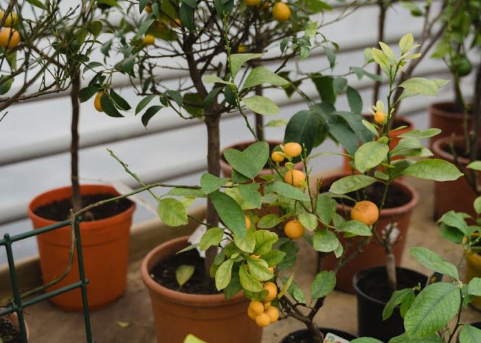 Elegir la variedad adecuada de árbol frutal para cultivar en macetas es crucial para garantizar su crecimiento y producción. Algunas variedades enanas son ideales debido a su tamaño compacto y a su capacidad de adaptación. 