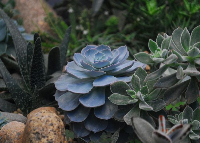 El cultivo de cactus y suculentas ofrece múltiples ventajas. No solo son plantas que embellecen el entorno, sino que también aportan beneficios prácticos y emocionales significativos.