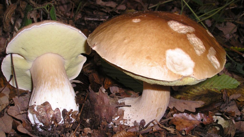 Boletus edulis
