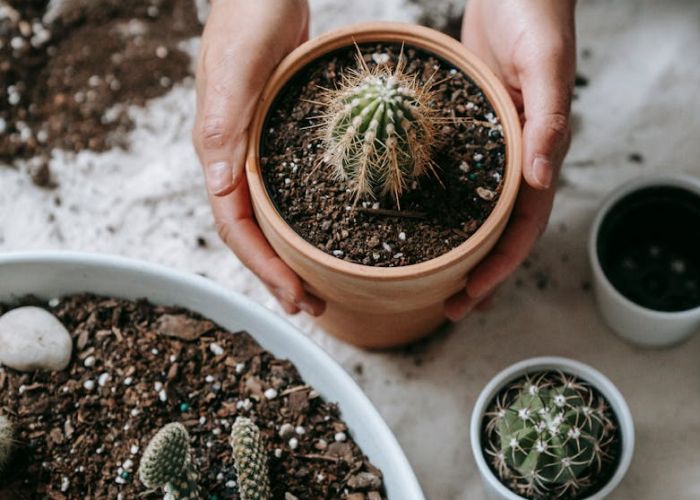 Las cactus y las suculentas son plantas fascinantes que han ganado una notable popularidad convirtiéndose en referentes de la decoración contemporánea.