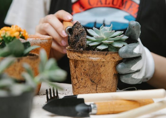 Cactus y Suculentas en Decoración de Oficinas: Ideas y Estilo