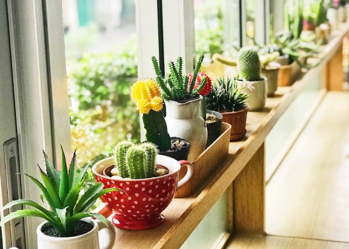 Los cactus, pertenecientes a la familia Cactaceae, son conocidos por sus características adaptaciones al desierto. Presentan espinas y tallos carnosos que les ayudan a conservar agua.