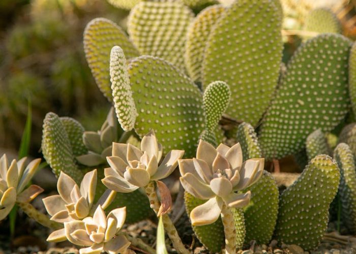 dudas más comunes sobre el cuidado y mantenimiento de cactus y suculentas