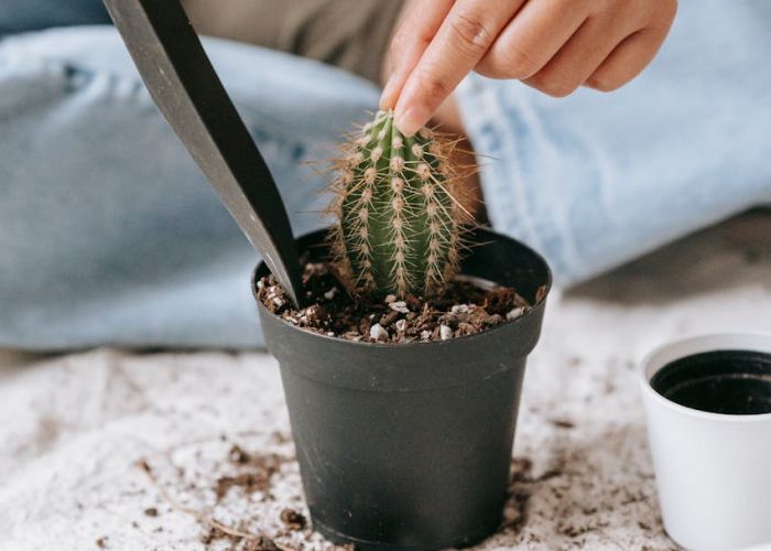 El cuidado de cactus y suculentas puede presentarse como un desafío si no se reconocen los signos de problemas. Identificar estas señales a tiempo es crucial para mantener la salud de las plantas. 