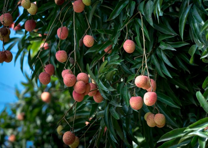 La selección y adquisición de árboles frutales es un proceso clave para asegurar un cultivo exitoso. Conocer las variedades adecuadas y dónde comprarlas puede facilitar enormemente esta tarea.