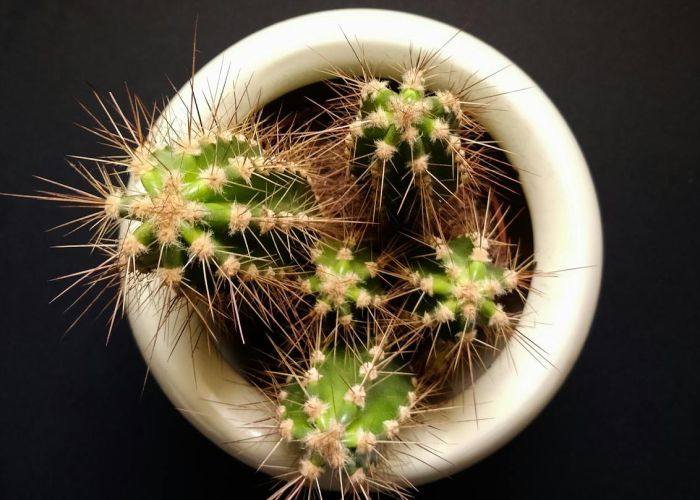 Integrar cactus y suculentas en la decoración del hogar es una manera excelente de añadir un toque de frescura y estilo. Estas plantas son versátiles y se pueden adaptar a diferentes espacios de formas creativas.