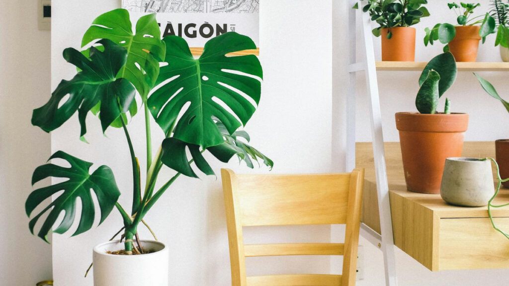 Cómo mantener tus plantas de interior saludables