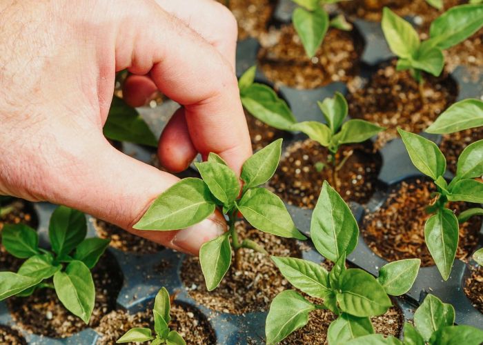 Con un huerto en casa, cultiva vegetales frescos y reduce el desperdicio alimentario. Aprende cómo empezar.