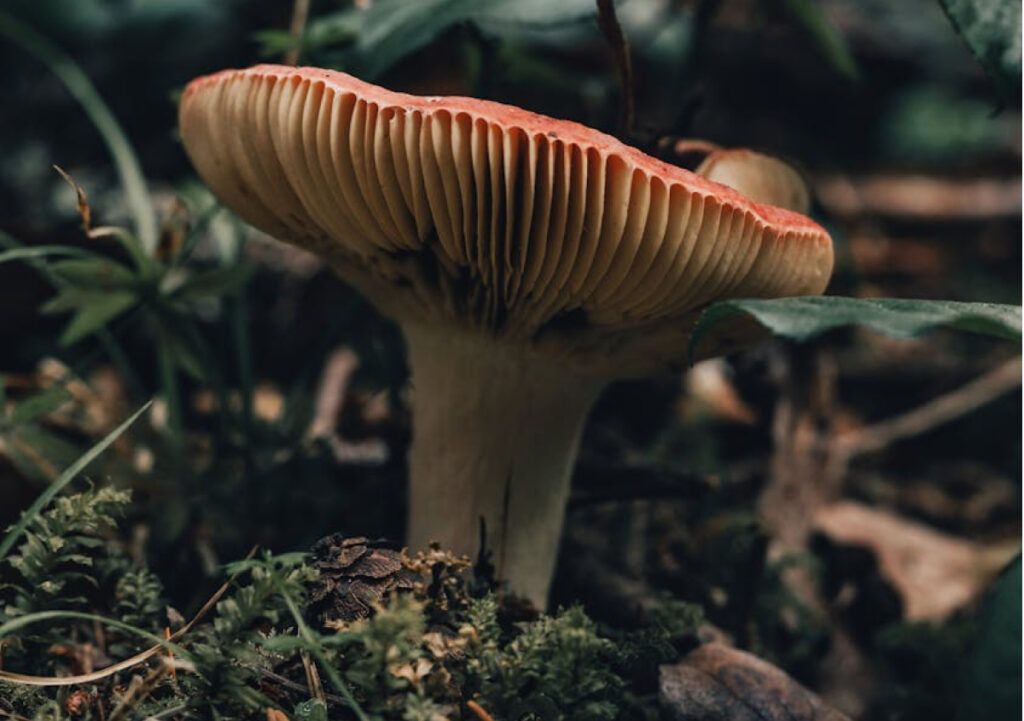 Cómo cosechar setas en el bosque