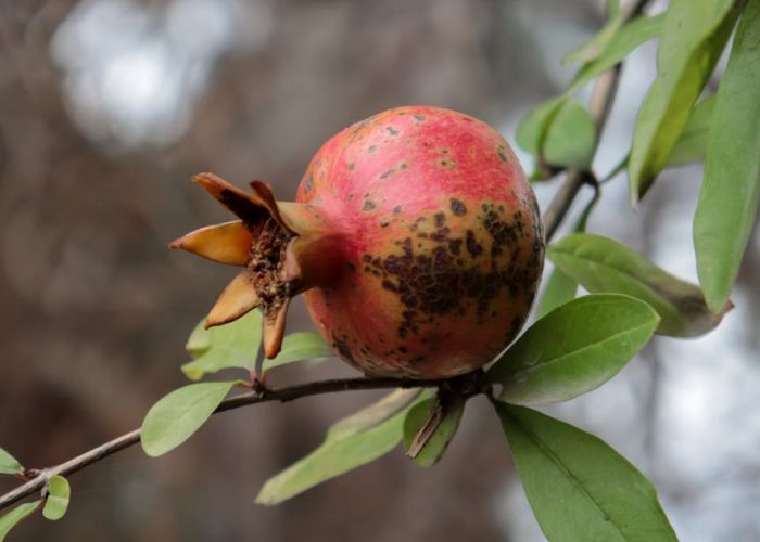 El adecuado mantenimiento de los árboles frutales es esencial para asegurar su salud y productividad. Los cuidados básicos abarcan aspectos como el riego, el abonado y la poda, que contribuyen al desarrollo óptimo de las plantas.