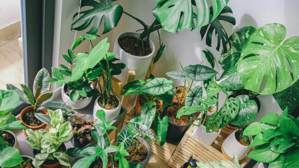 Cuidados básicos para plantas de interior