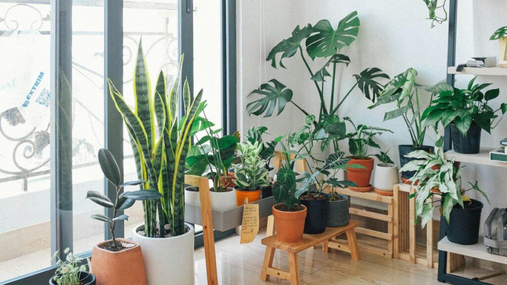 El mantenimiento adecuado de las plantas de interior es fundamental para asegurar su crecimiento y bienestar.