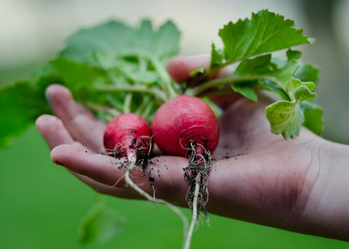 Cultiva frutas, verduras y hierbas en casa con esta guía práctica para huertos urbanos o caseros.