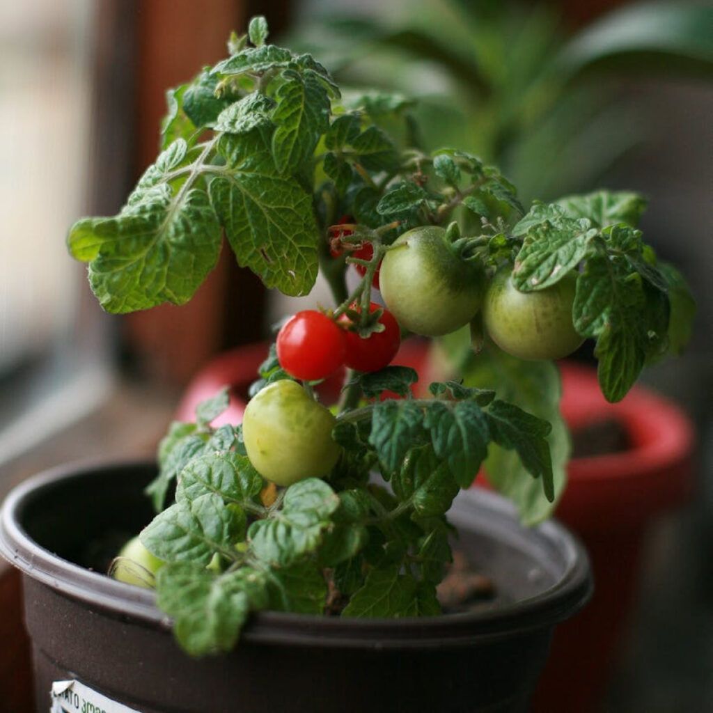 Cultivo de Tomates en Macetas: Cómo Empezar tu Propio Huerto Urbano
