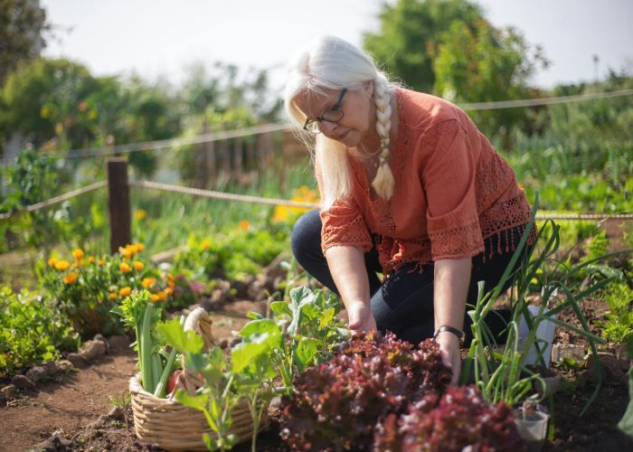 Descubre cómo crear un huerto en casa: guía paso a paso para cultivar tus propios vegetales y hierbas frescas.