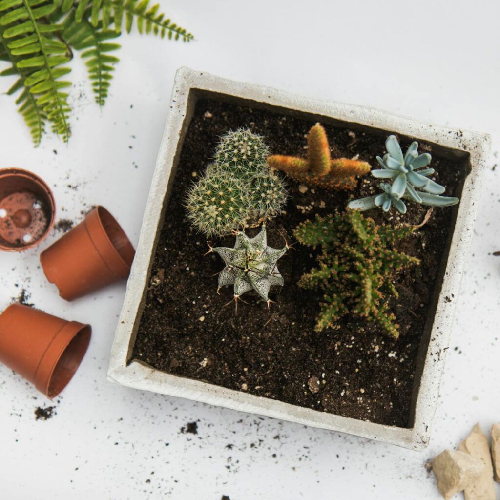 Huerto Urbano en Macetas: Consejos para el Cultivo de Vegetales en Casa