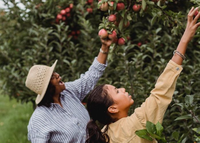 Un huerto de árboles frutales es una forma de aprovechar el espacio exterior para cultivar variedades de frutas. Este tipo de cultivo no solo proporciona alimentos frescos, sino que también enriquece el entorno con su belleza natural.