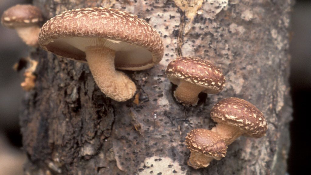 Shiitake (Lentinula edodes)