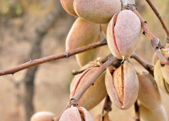 Los árboles frutales son susceptibles a diversas plagas y enfermedades que pueden afectar su salud y productividad. La detección temprana y el tratamiento adecuado son fundamentales para mantener los árboles sanos y garantizar una buena cosecha.