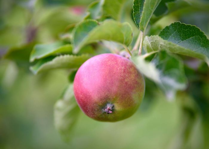 La adecuada plantación de árboles frutales es esencial para garantizar su crecimiento óptimo y la producción de frutos de calidad. Este proceso implica la preparación del suelo y el conocimiento de las mejores prácticas para plantar.