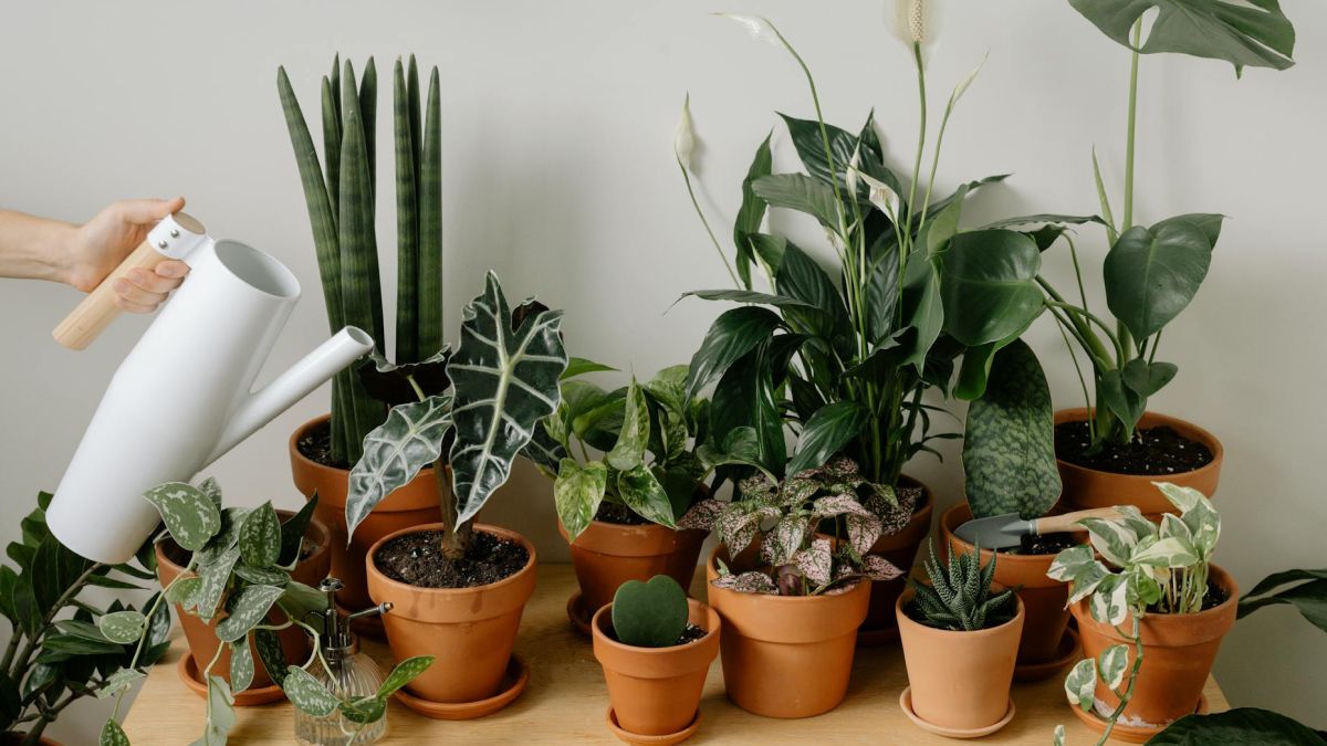 Las plantas de interior ofrecen una forma accesible de conectar con la naturaleza. Proporcionan beneficios estéticos y emocionales, mejorando el ambiente de los hogares.
