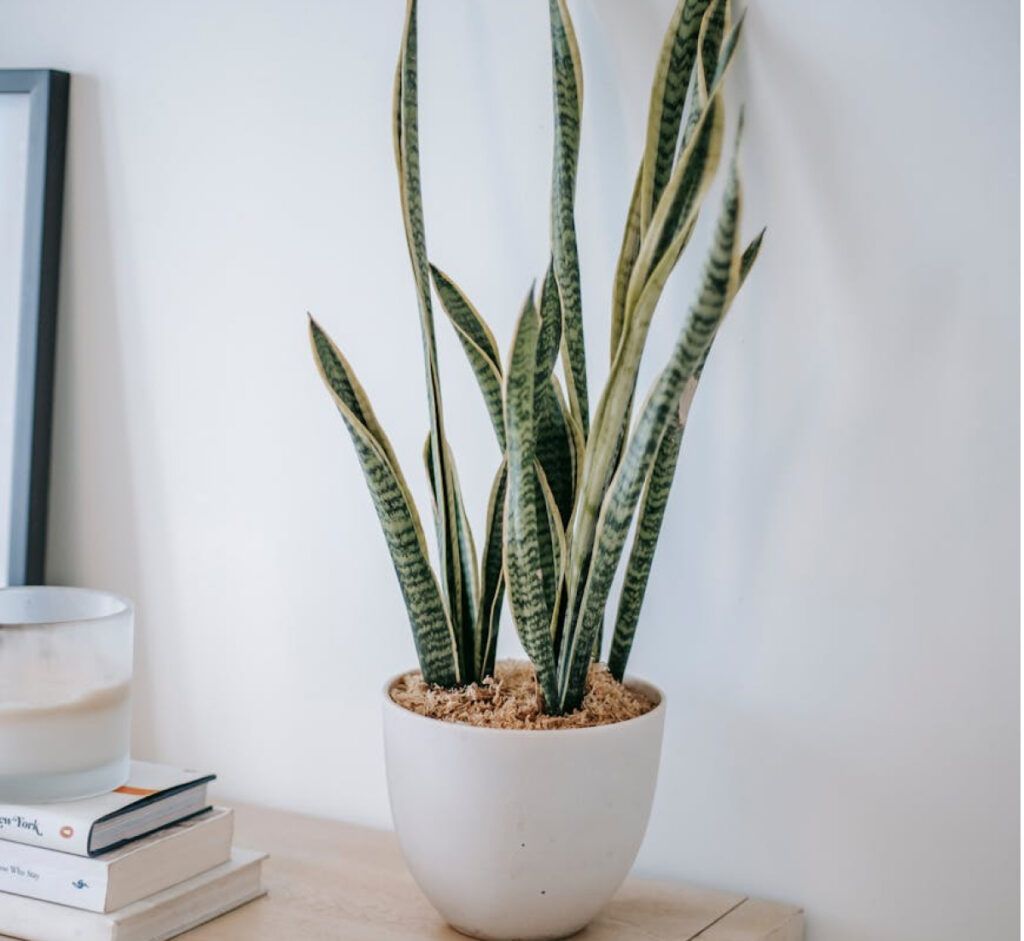 Conocida comúnmente como lengua de suegra, la Sansevieria es una de las plantas más resistentes y fáciles de cuidar. 