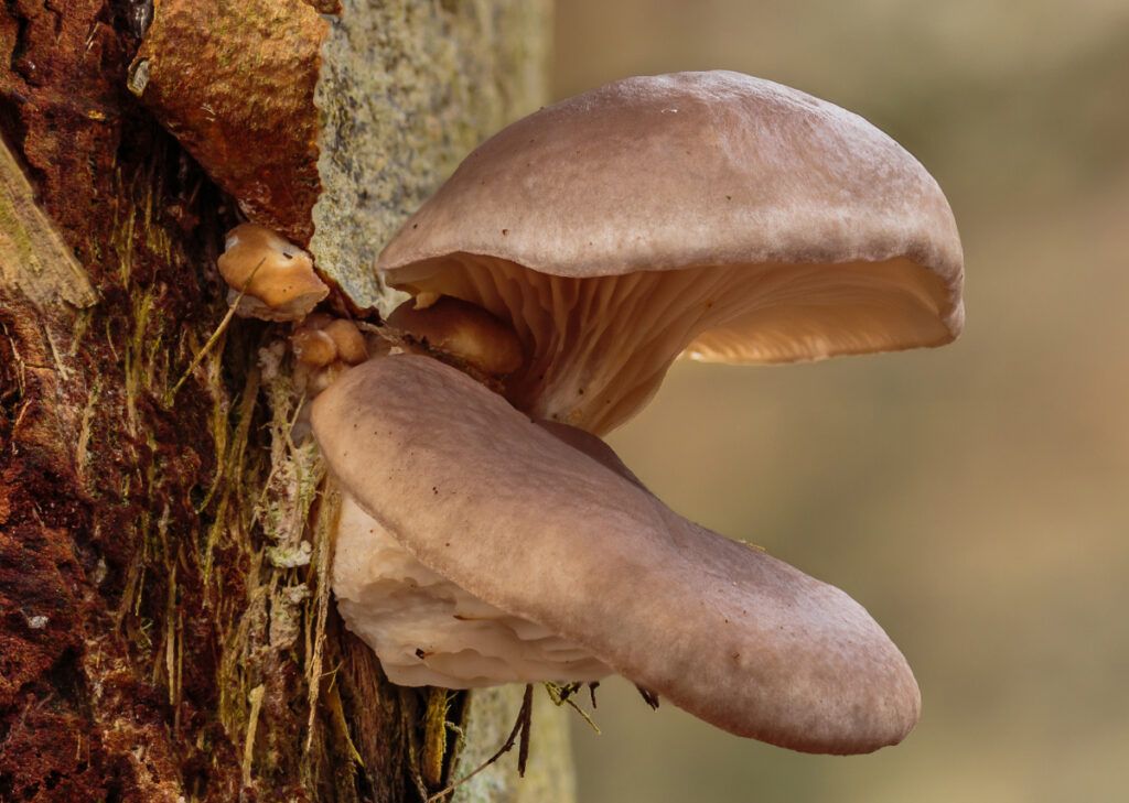 Seta de Ostra (Pleurotus ostreatus)