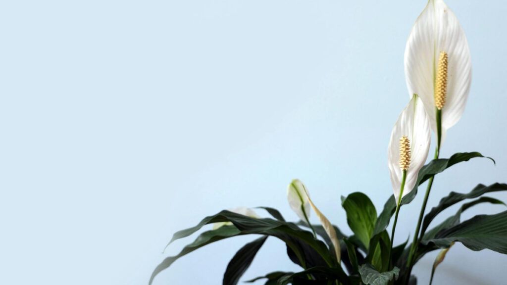 Conocido como Lirio de la Paz, el Spathiphyllum es famoso por su capacidad para florecer en condiciones de poca luz.