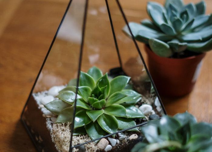 Crear arreglos florales que incluyan suculentas puede ser una excelente forma de innovar en el arte de regalar.