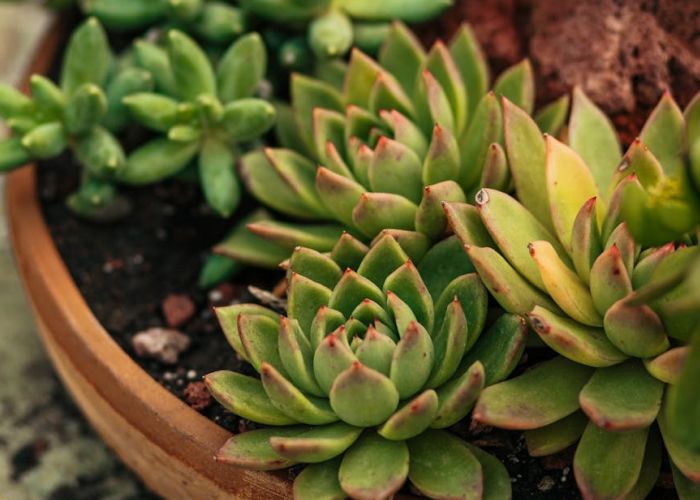 El cuidado de los cactus y suculentas es relativamente sencillo, pero es fundamental atender ciertas particularidades para asegurar su salud y longevidad