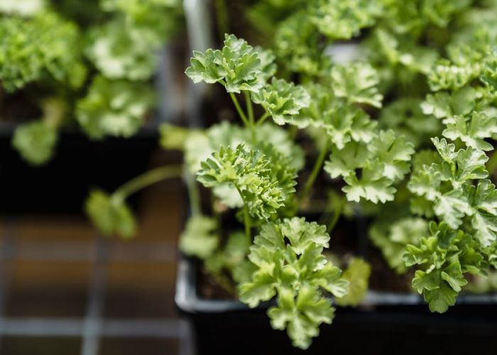 Tener un huerto en casa es más fácil de lo que crees. Sigue estos pasos y cosecha tus propios alimentos.