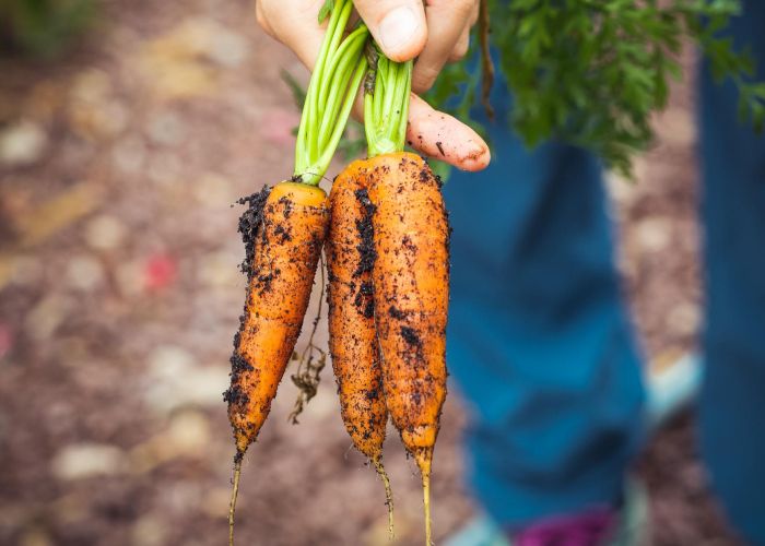 Todo sobre huertos en casa: siembra, riego y cosecha. Guía para principiantes en jardinería urbana.