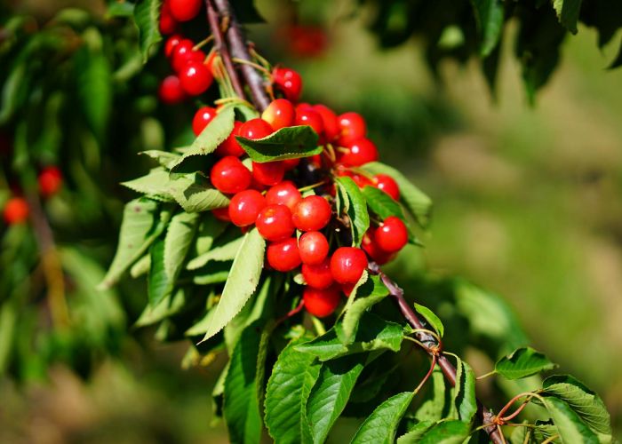 El universo de los árboles frutales es amplio y diverso. Cada variedad ofrece características únicas en términos de sabor, forma, tamaño y adaptación a diferentes climas y suelos.