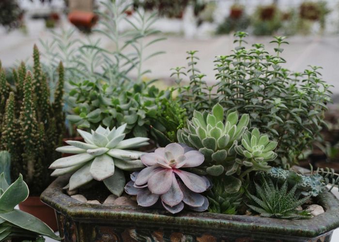 El universo de los cactus y suculentas es vasto y sorprendente. Su diversidad se manifiesta en sus formas, colores y adaptaciones.