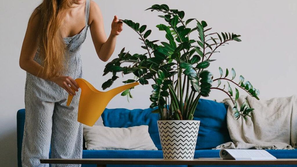 La Zamioculcas zamiifolia, o ZZ plant, es reconocida por su resistencia y bajo mantenimiento.