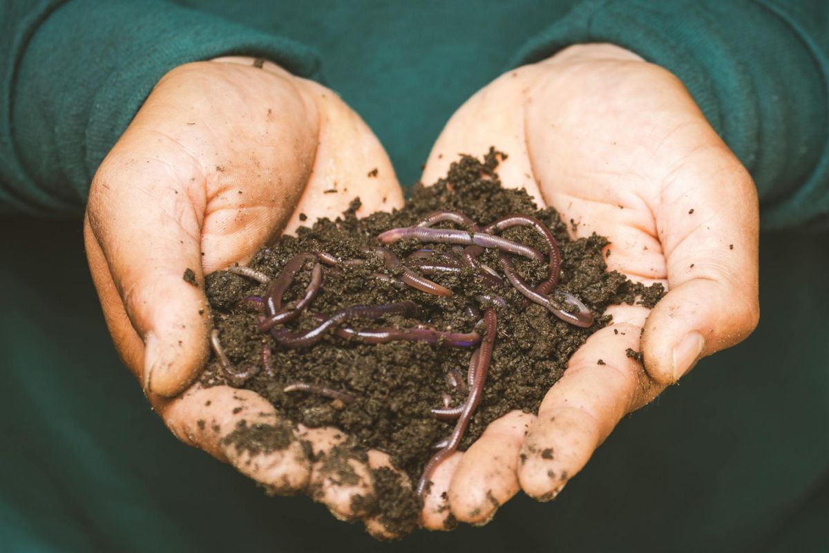 Los abonos para plantas son productos que aportan nutrientes esenciales para su crecimiento y desarrollo.