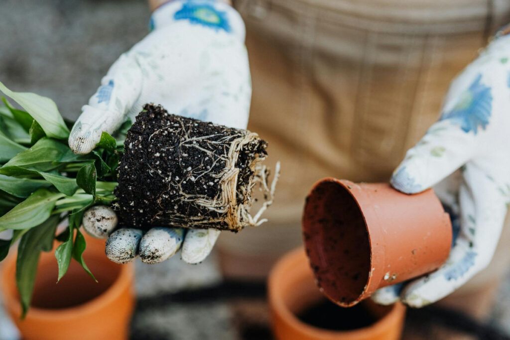 La correcta aplicación de abonos es fundamental para maximizar su efectividad y beneficio en el crecimiento de las plantas.
