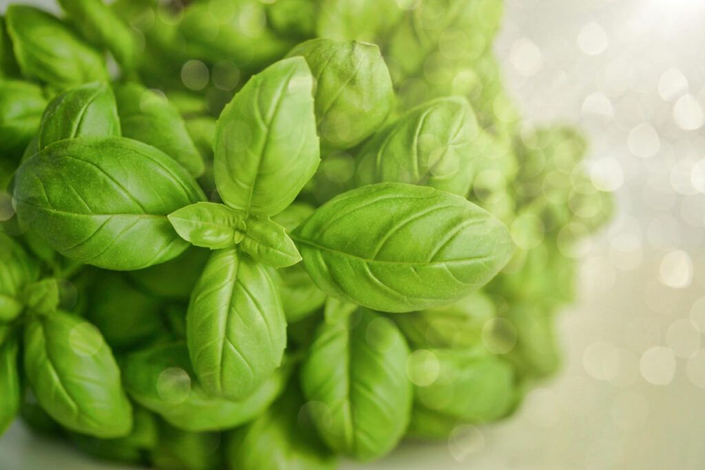 La albahaca es una hierba emblemática en la cocina mediterránea, conocida por su intenso aroma y su sabor distintivo.