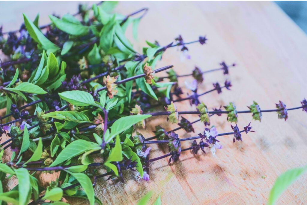 La albahaca tailandesa es una variedad de albahaca que se diferencia de la común por su sabor más especiado y su aroma único, que recuerda a las notas de regaliz y anís.