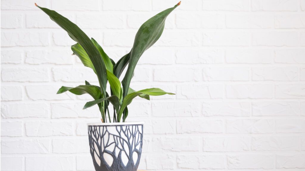 Conocida como la "planta de hierro", la aspidistra es famosa por su resistencia y bajo mantenimiento. 