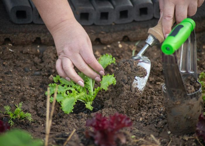 Conoce los beneficios de tener un huerto en casa y cómo empezar con herramientas simples y plantas básicas.