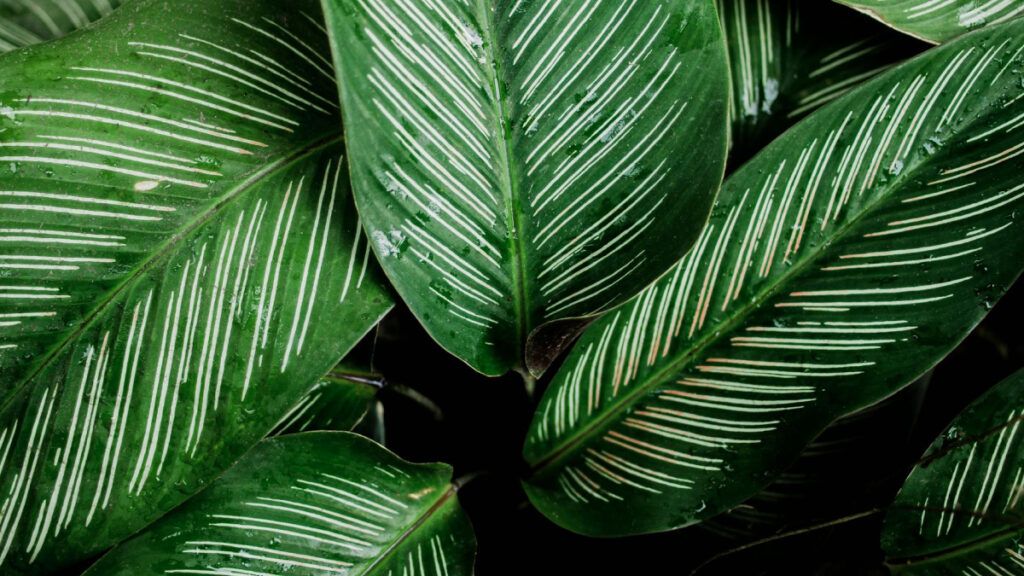 Las calatheas son conocidas por su diseño de hojas distintivo y su capacidad para prosperar en luz indirecta baja. 