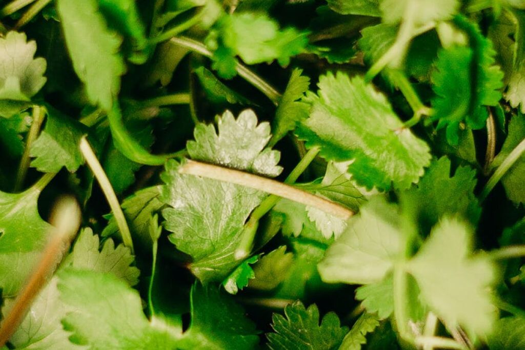 El cilantro es una de las hierbas más representativas de la cocina mexicana.
