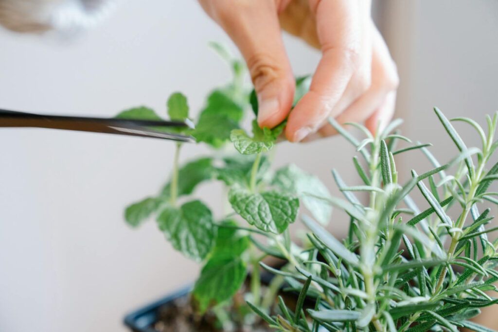 Cultivar hierbas aromáticas es una actividad accesible y gratificante, perfecta tanto para jardineros experimentados como para principiantes. 