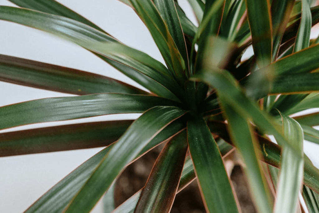 La dracaena es una planta de interior popular por su resistencia y elegancia, ideal para lugares con poca luz.