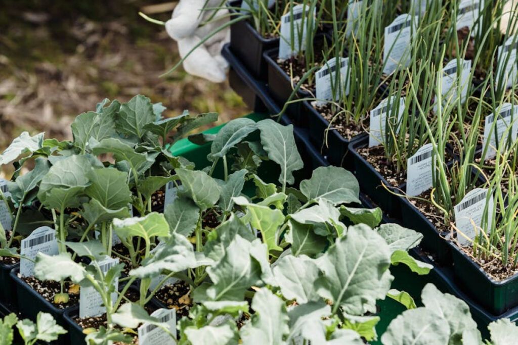 Las hierbas aromáticas desempeñan un papel fundamental en la agricultura regenerativa