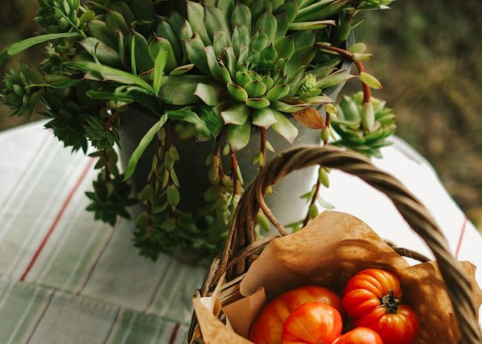 Guía para principiantes en jardinería urbana.